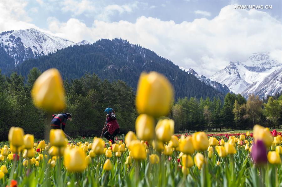 CHINA-XINJIANG-TULIP (CN)