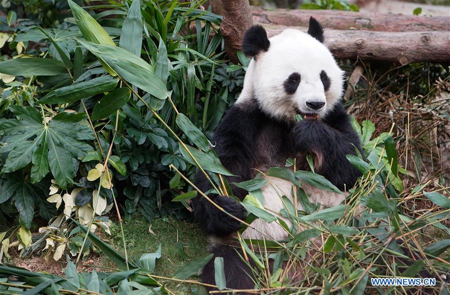 #CHINA-HONG KONG-SICHUAN-PANDA(CN)