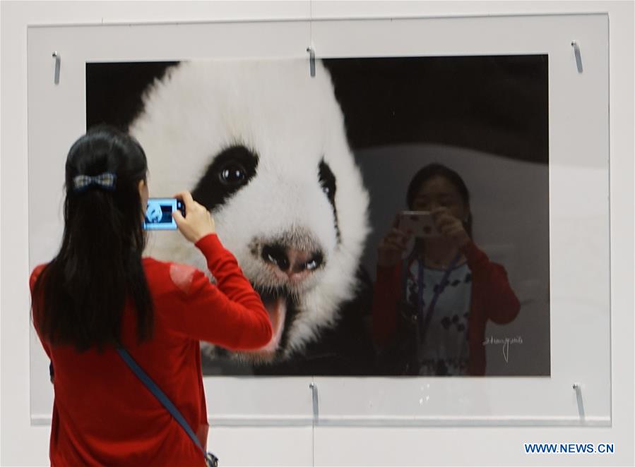 #CHINA-HONG KONG-SICHUAN-PANDA(CN)