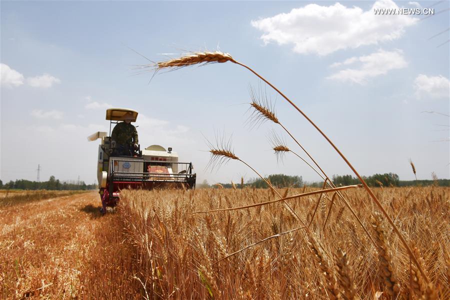 CHINA-AGRICULTURE-GRAIN FULL (CN)