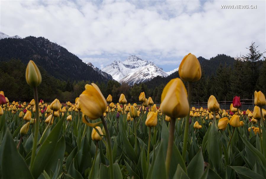 CHINA-XINJIANG-TULIP (CN)