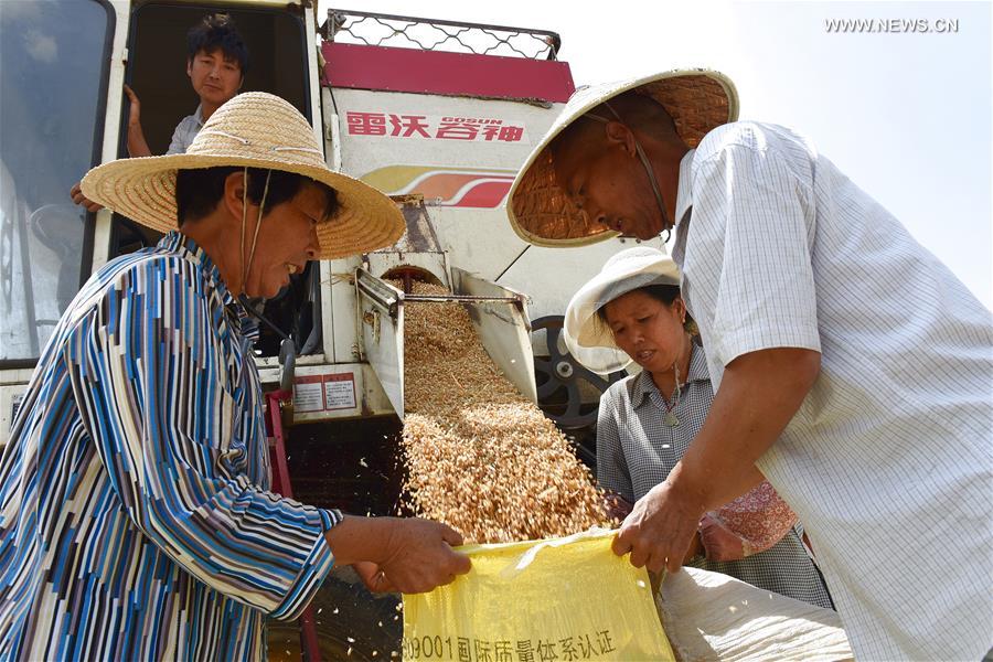 CHINA-AGRICULTURE-GRAIN FULL (CN)