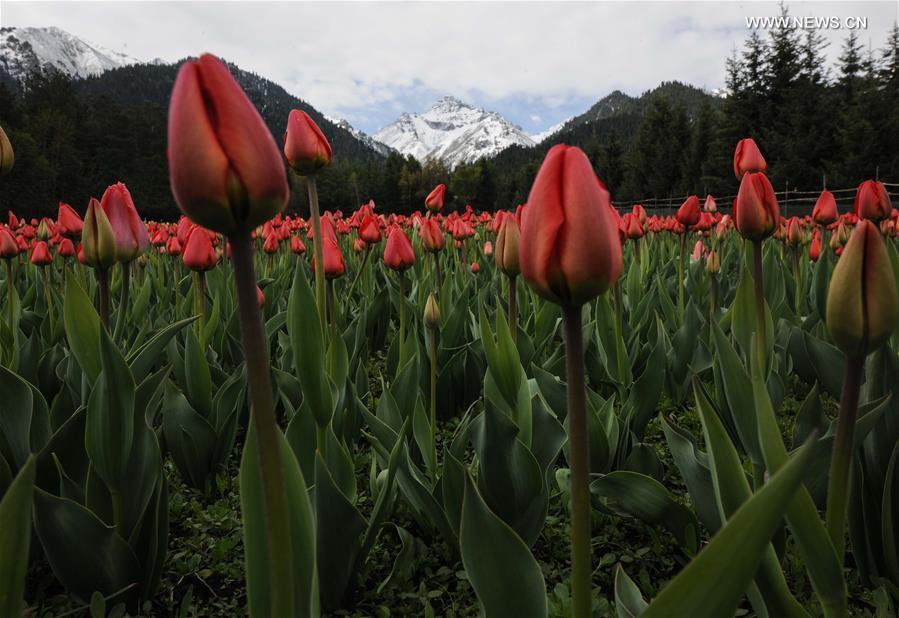 CHINA-XINJIANG-TULIP (CN)