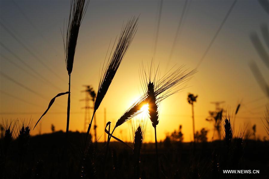 WEEKLY CHOICES OF XINHUA PHOTO