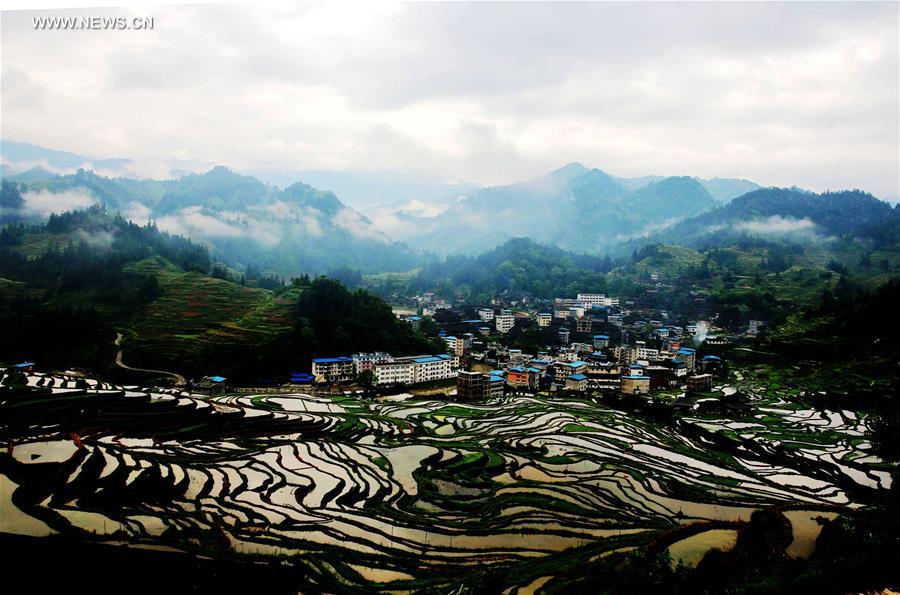 #CHINA-GUANGXI-LIUZHOU-TERRACES(CN)