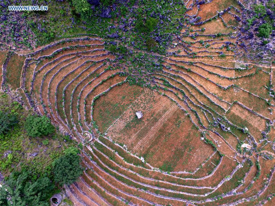 #CHINA-GUANGXI-FARMLAND (CN)