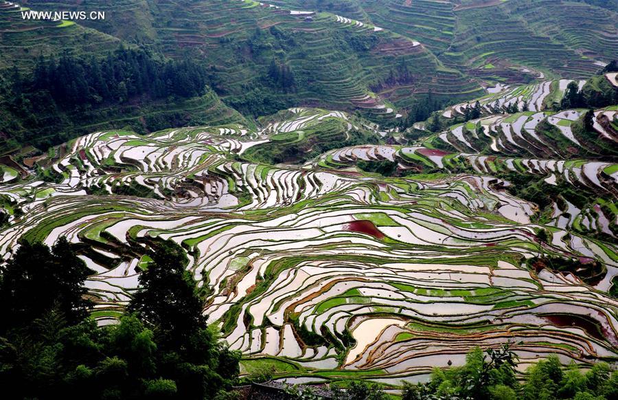 #CHINA-GUANGXI-LIUZHOU-TERRACES(CN)