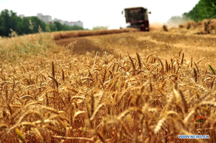 #CHINA-HENAN-HARVEST (CN)