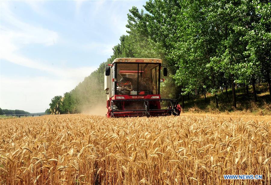 #CHINA-HENAN-HARVEST (CN)