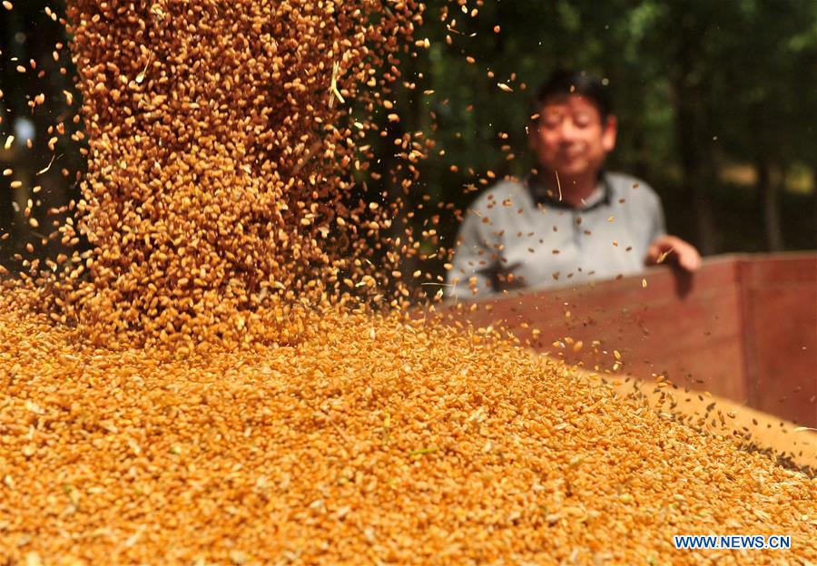 #CHINA-HENAN-HARVEST (CN)