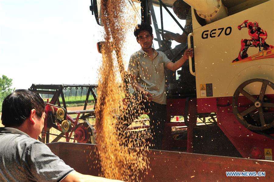 #CHINA-HENAN-HARVEST (CN)