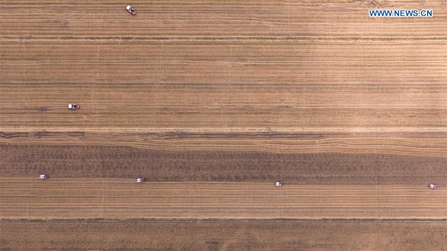 CHINA-WHEAT-HARVEST (CN)