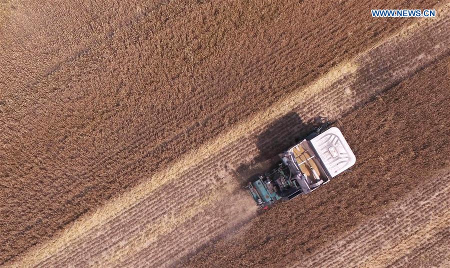 CHINA-WHEAT-HARVEST (CN)