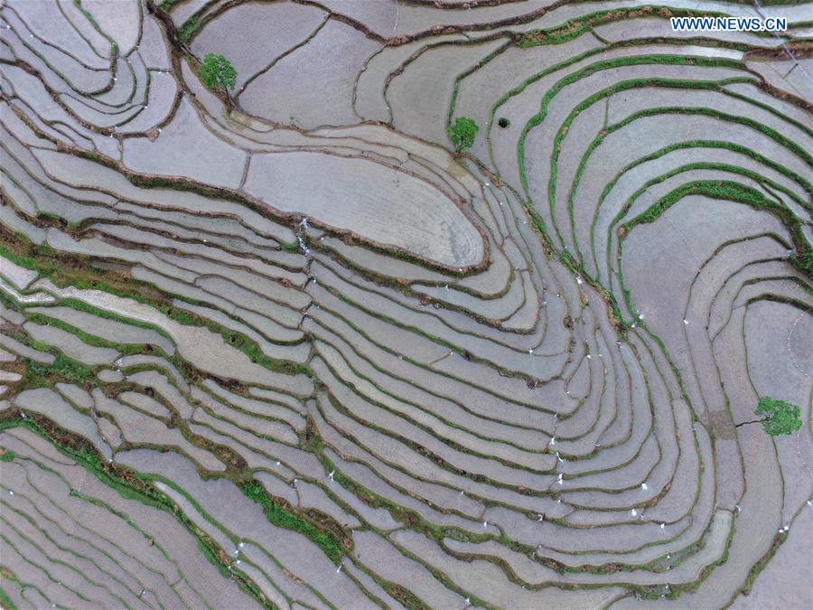 #CHINA-GUIZHOU-YUQING-TERRACED FIELDS (CN)