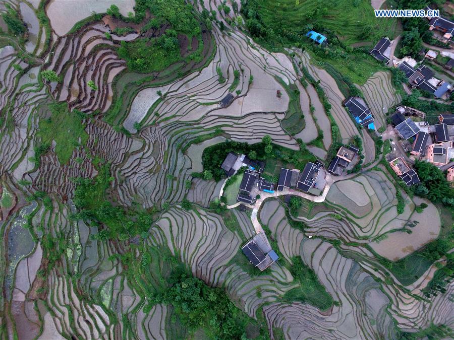 #CHINA-GUIZHOU-YUQING-TERRACED FIELDS (CN)