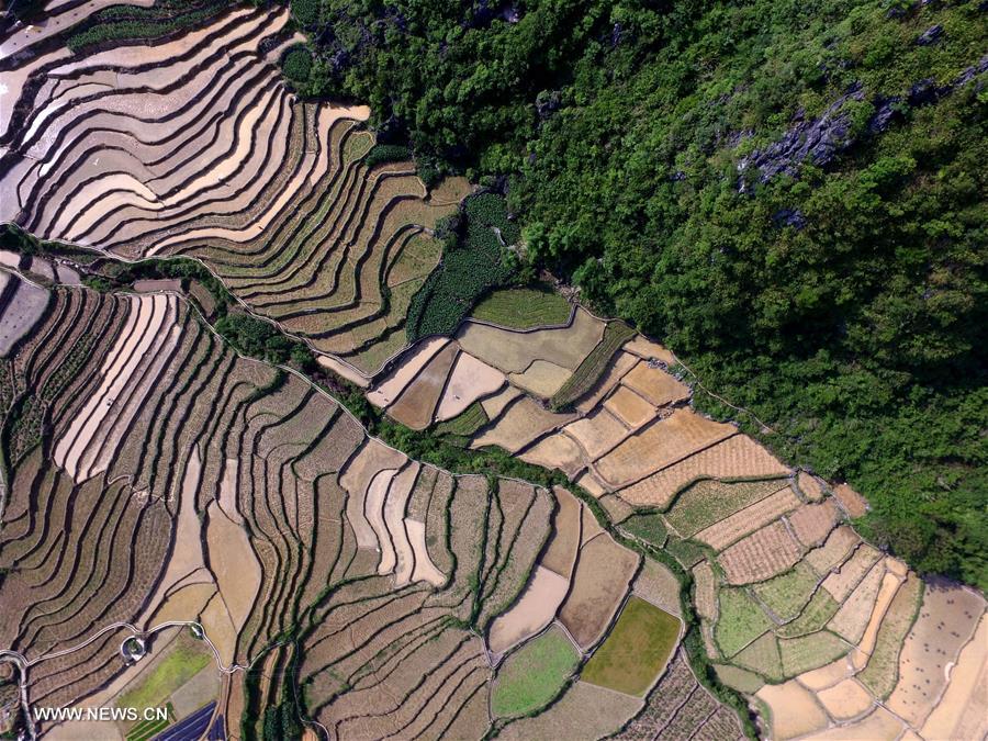#CHINA-GUANGXI-BAISE-TERRACED FIELDS (CN)