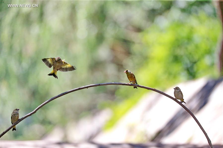 Birds are seen on a branch at the Beijing Botanic Garden in Beijing, capital of China, May 29, 2016. 