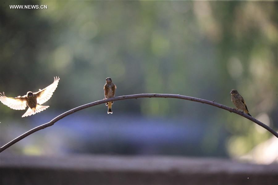 Birds are seen on a branch at the Beijing Botanic Garden in Beijing, capital of China, May 29, 2016.