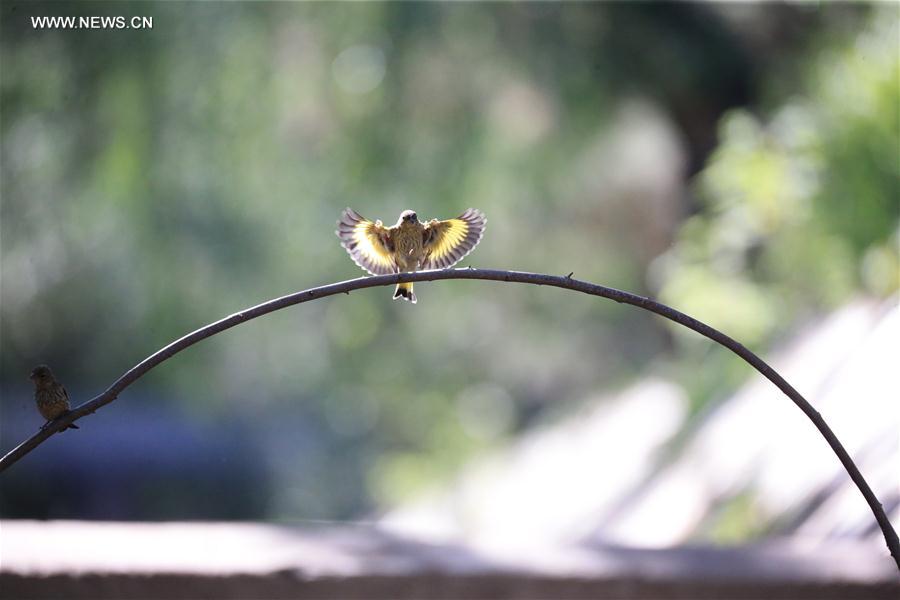 A bird rests on a branch at the Beijing Botanic Garden in Beijing, capital of China, May 29, 2016. 