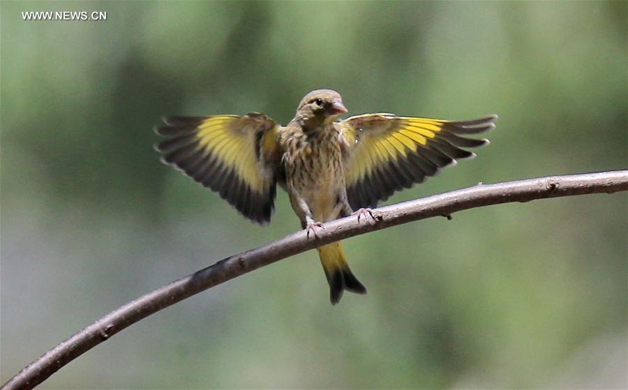 A bird rests on a branch at the Beijing Botanic Garden in Beijing, capital of China, May 29, 2016. 