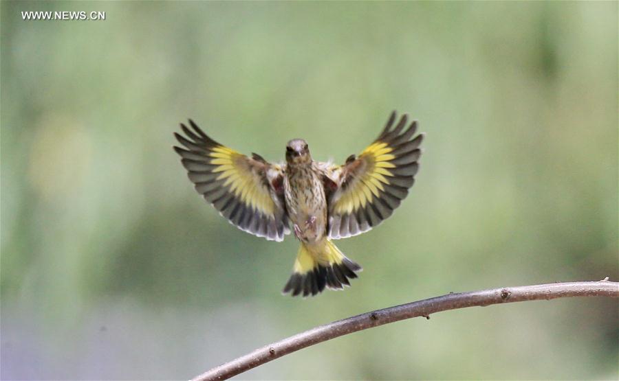 A bird flies amid branches at the Beijing Botanic Garden in Beijing, capital of China, May 29, 2016.