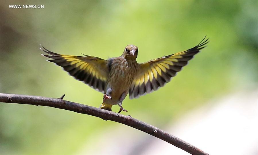 A bird flies amid branches at the Beijing Botanic Garden in Beijing, capital of China, May 29, 2016. 