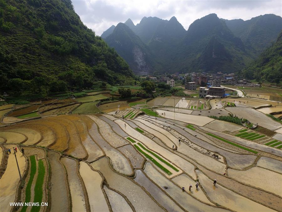 #CHINA-GUANGXI-BAISE-TERRACED FIELDS (CN)