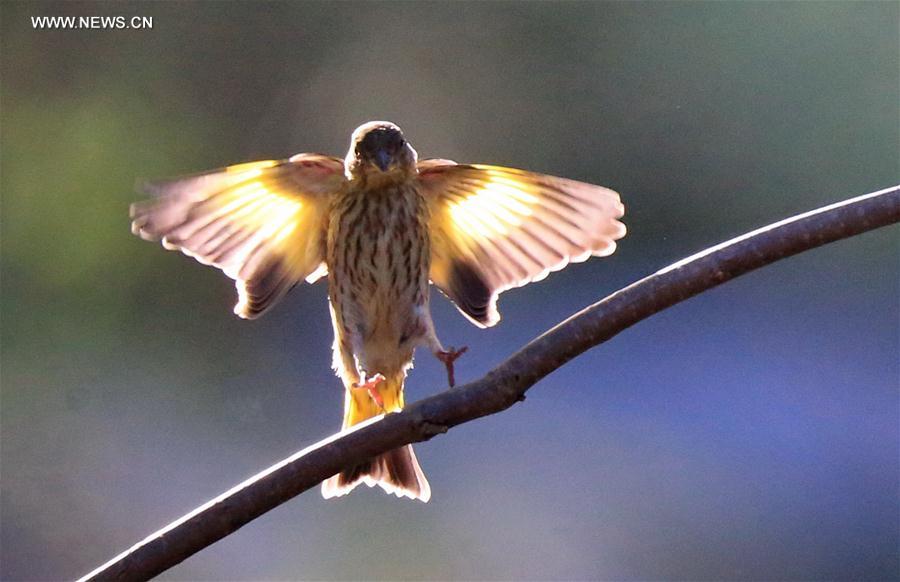 A bird rests on a branch at the Beijing Botanic Garden in Beijing, capital of China, May 29, 2016. 