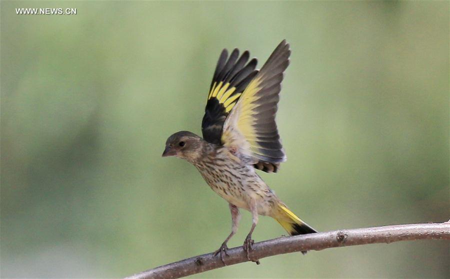 A bird rests on a branch at the Beijing Botanic Garden in Beijing, capital of China, May 29, 2016. 