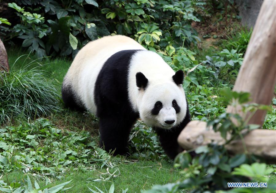 CHINA-HONG KONG-OCEAN PARK-ANIMAL STAR (CN)