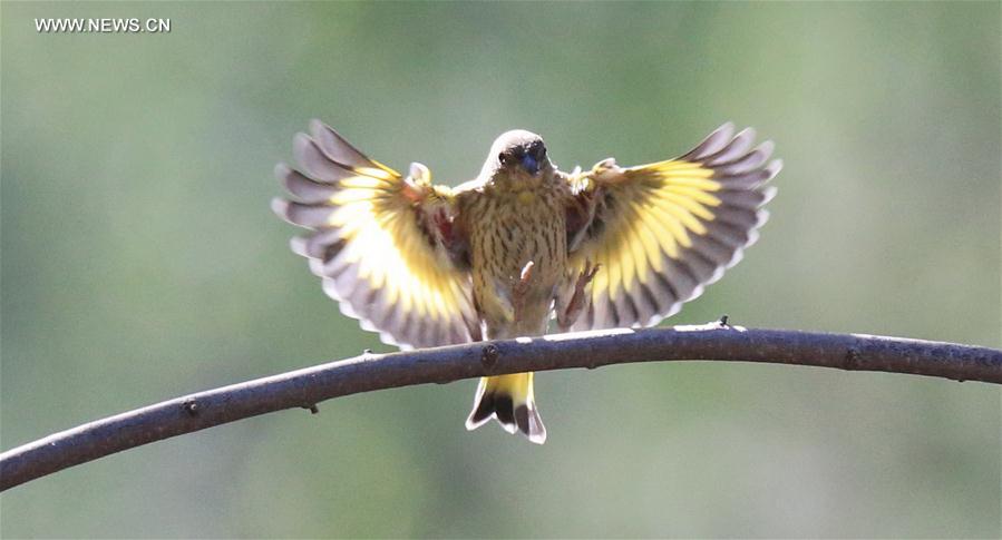 A bird flies amid branches at the Beijing Botanic Garden in Beijing, capital of China, May 29, 2016. 