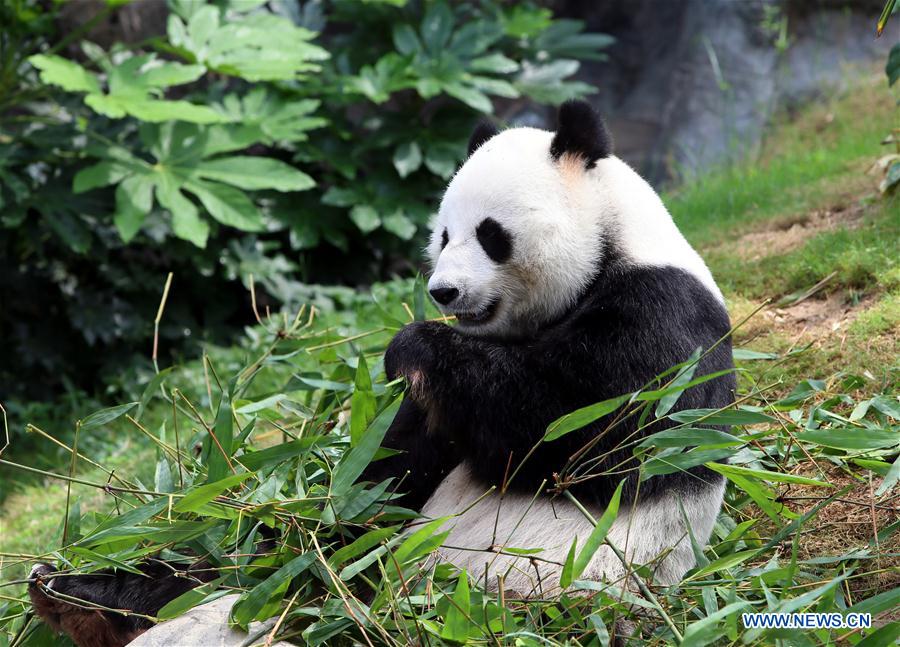CHINA-HONG KONG-OCEAN PARK-ANIMAL STAR (CN)