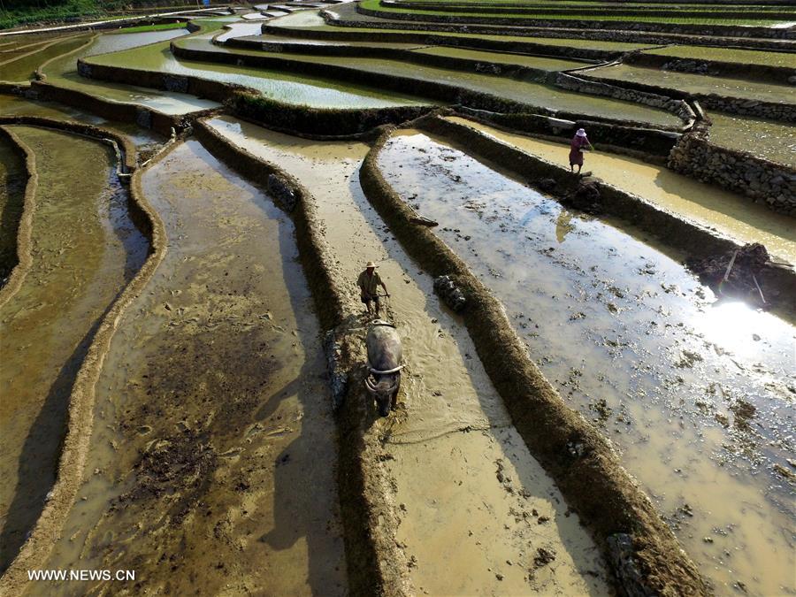 #CHINA-GUANGXI-BAISE-TERRACED FIELDS (CN)