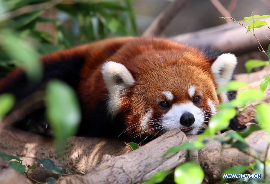 CHINA-HONG KONG-OCEAN PARK-ANIMAL STAR (CN)