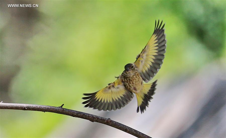 A bird flies amid branches at the Beijing Botanic Garden in Beijing, capital of China, May 29, 2016.