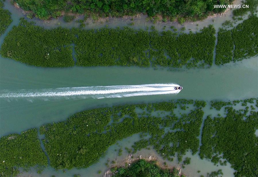 CHINA-GUANGXI-MANGROVE FOREST (CN)