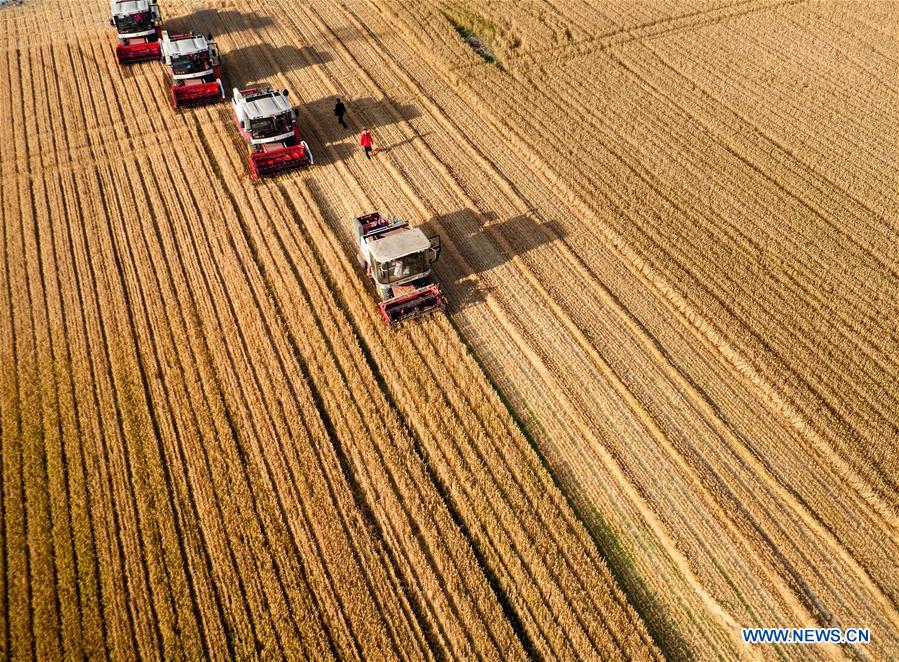 #CHINA-SHANDONG-WHEAT HARVEST (CN)