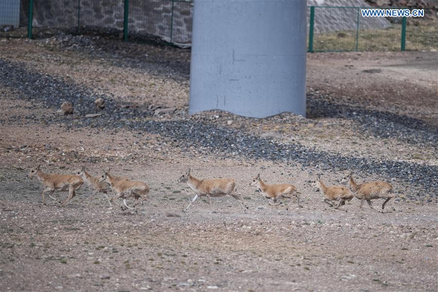 CHINA-QINGHAI-HOL XIL-TIBETAN ANTELOPES-BREEDING (CN)