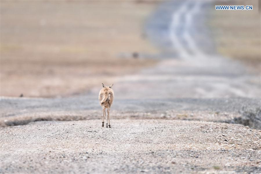 CHINA-QINGHAI-HOL XIL-TIBET ANTELOPES-BREEDING (CN)