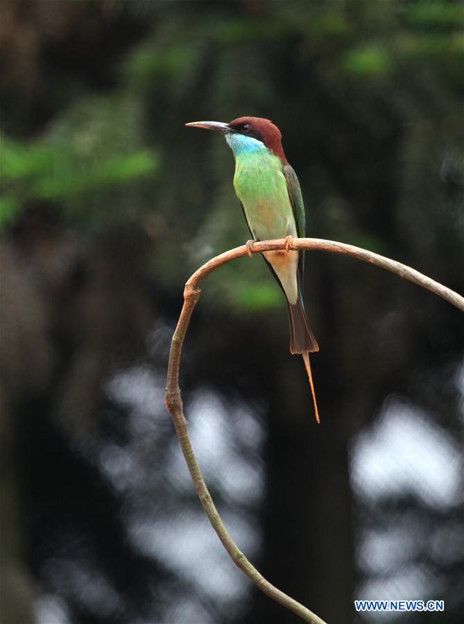 CHINA-HUNAN-BLUE-TAILED BEE EATERS (CN)