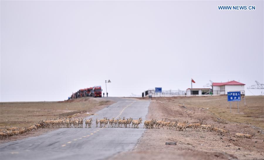 CHINA-QINGHAI-HOL XIL-TIBETAN ANTELOPES-BREEDING (CN)