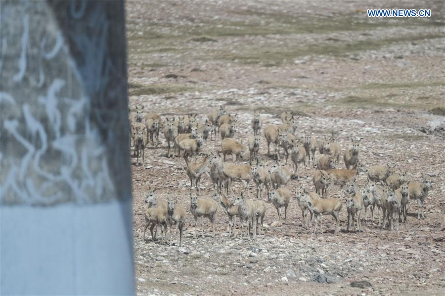 CHINA-QINGHAI-HOL XIL-TIBET ANTELOPES-BREEDING (CN)