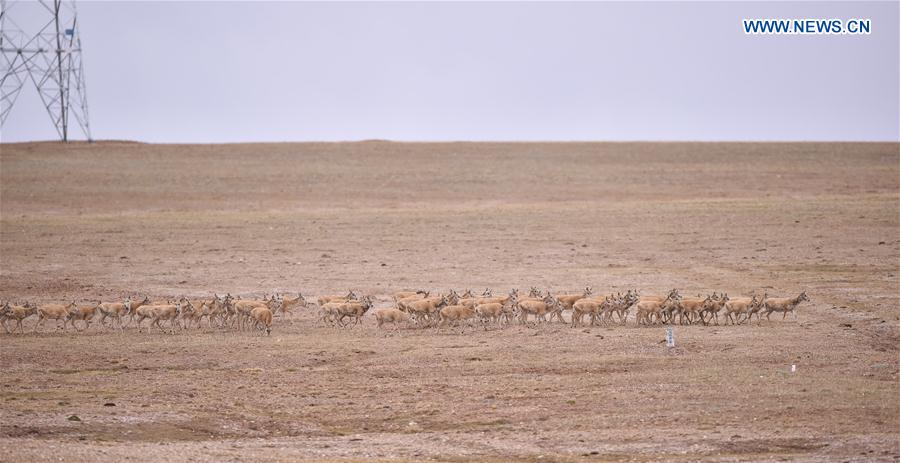 CHINA-QINGHAI-HOL XIL-TIBETAN ANTELOPES-BREEDING (CN)