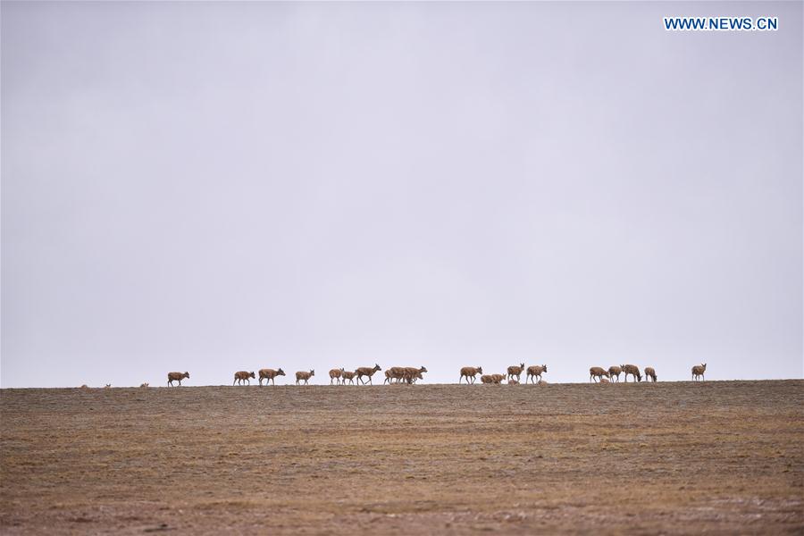CHINA-QINGHAI-HOL XIL-TIBETAN ANTELOPES-BREEDING (CN)