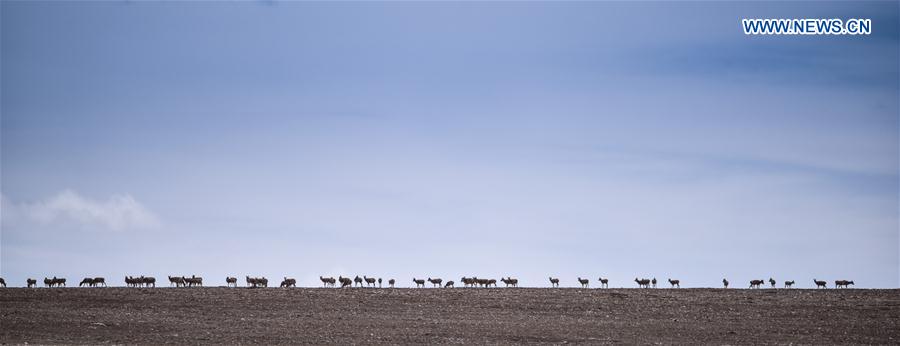 CHINA-QINGHAI-HOL XIL-TIBET ANTELOPES-BREEDING (CN)