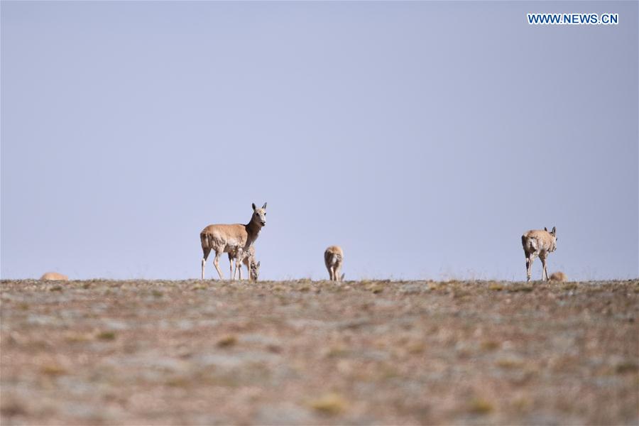 CHINA-QINGHAI-HOL XIL-TIBET ANTELOPES-BREEDING (CN)