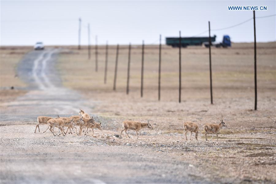 CHINA-QINGHAI-HOL XIL-TIBET ANTELOPES-BREEDING (CN)