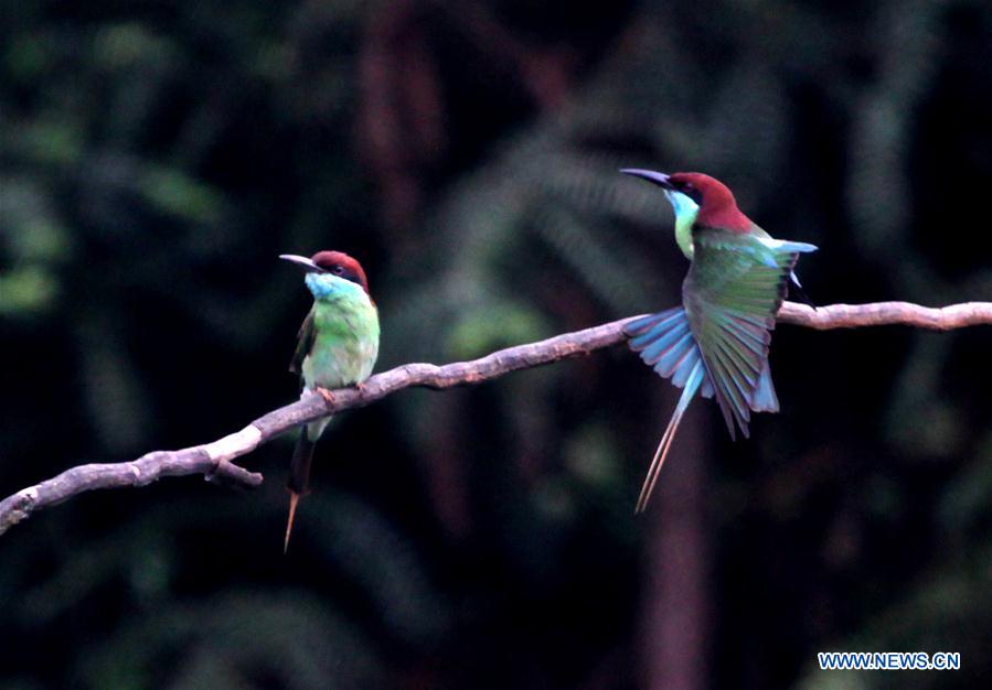 CHINA-HUNAN-BLUE-TAILED BEE EATERS (CN)