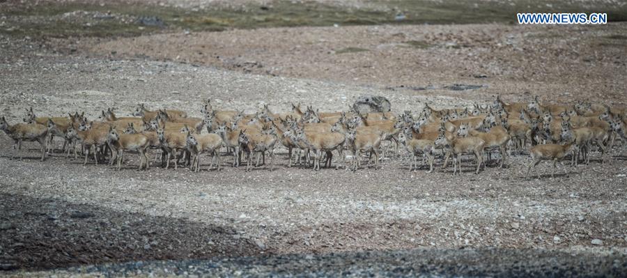 CHINA-QINGHAI-HOL XIL-TIBETAN ANTELOPES-BREEDING (CN)