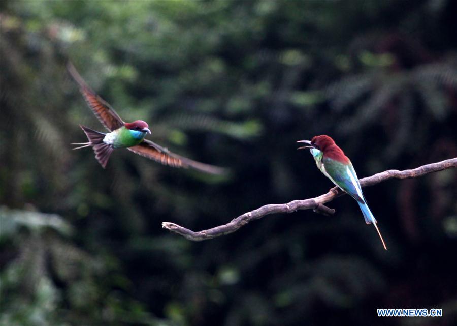 CHINA-HUNAN-BLUE-TAILED BEE EATERS (CN)